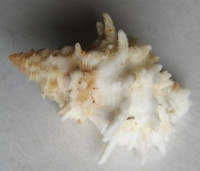 Babelomurex bernardi (K. Nikolay, 1984)